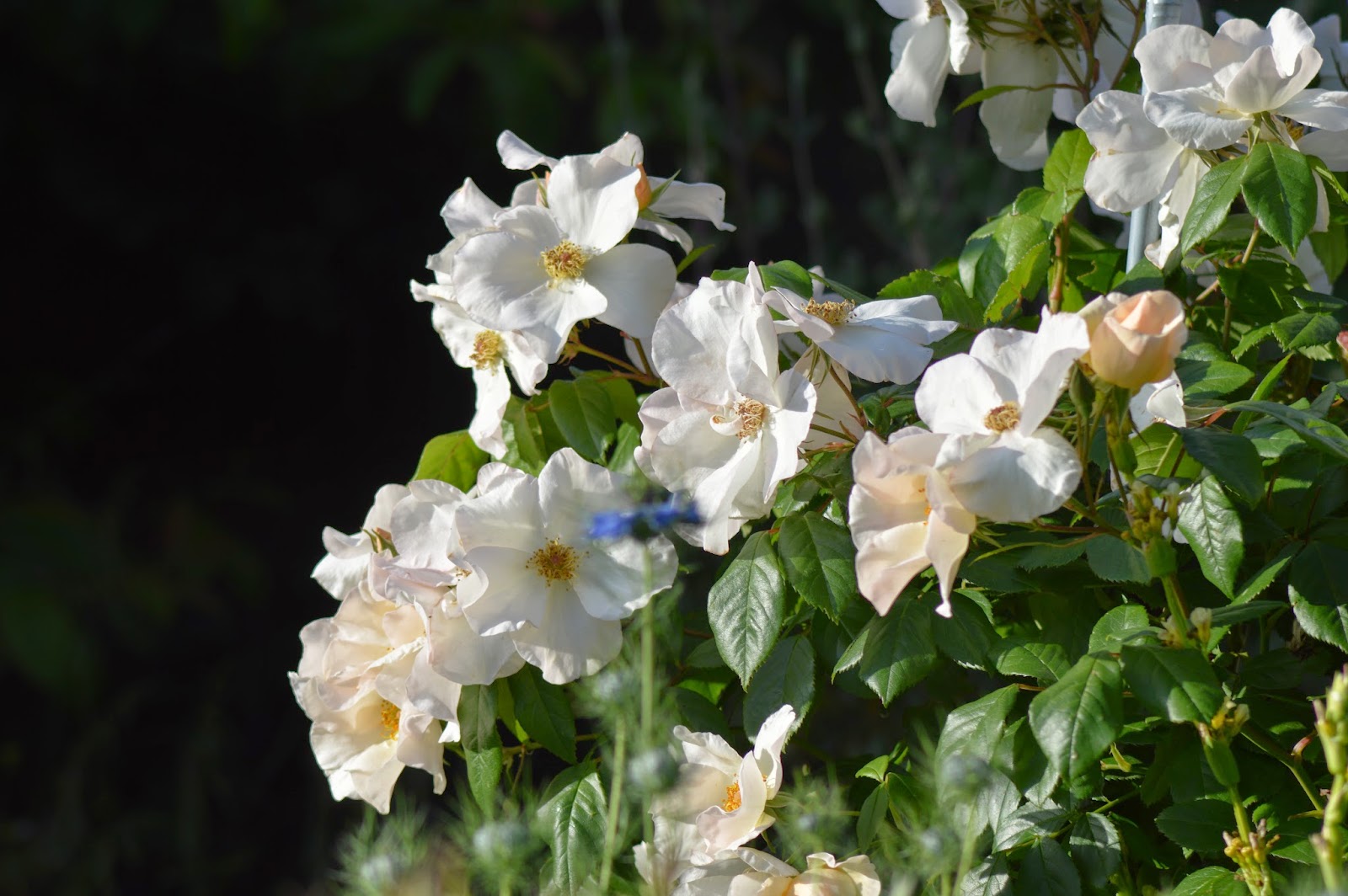 цветок 2014 года