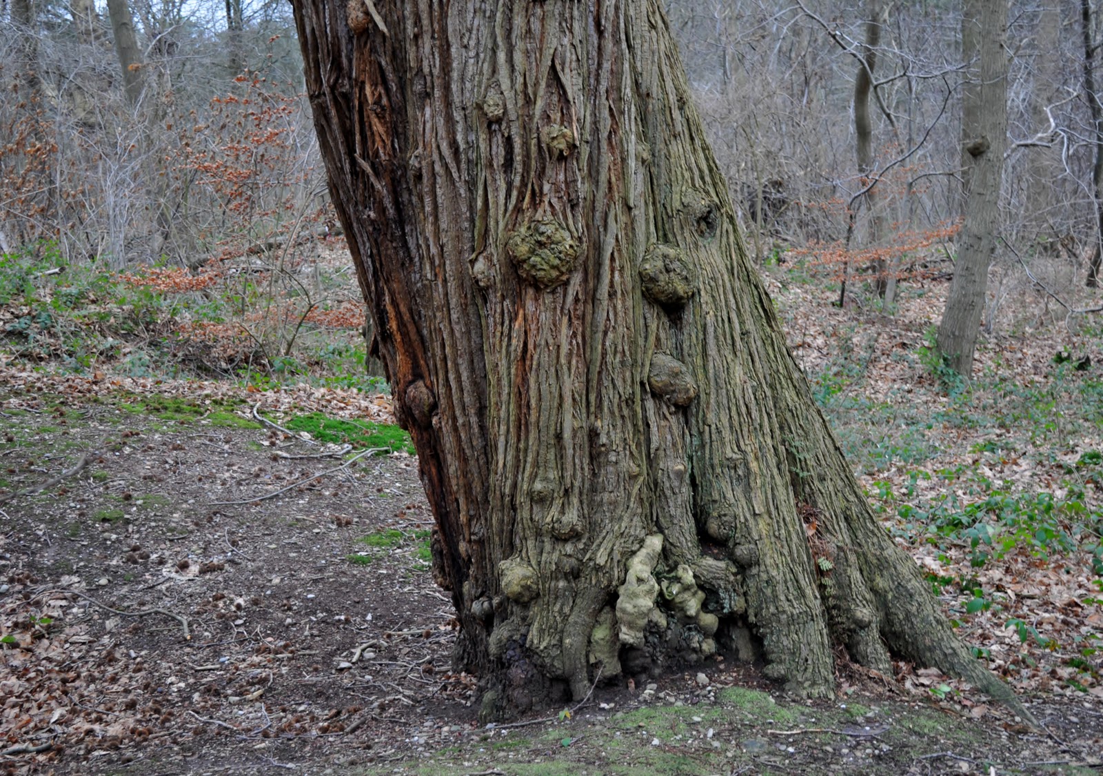 rambles with a camera Today was just a walk in the wood's