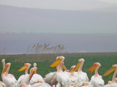PELICAN (1), Pelecanus onocrotalus