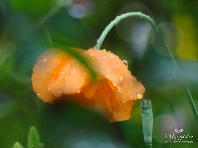 poppy in the rain