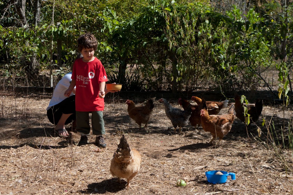 Crianças brincando com galinhas