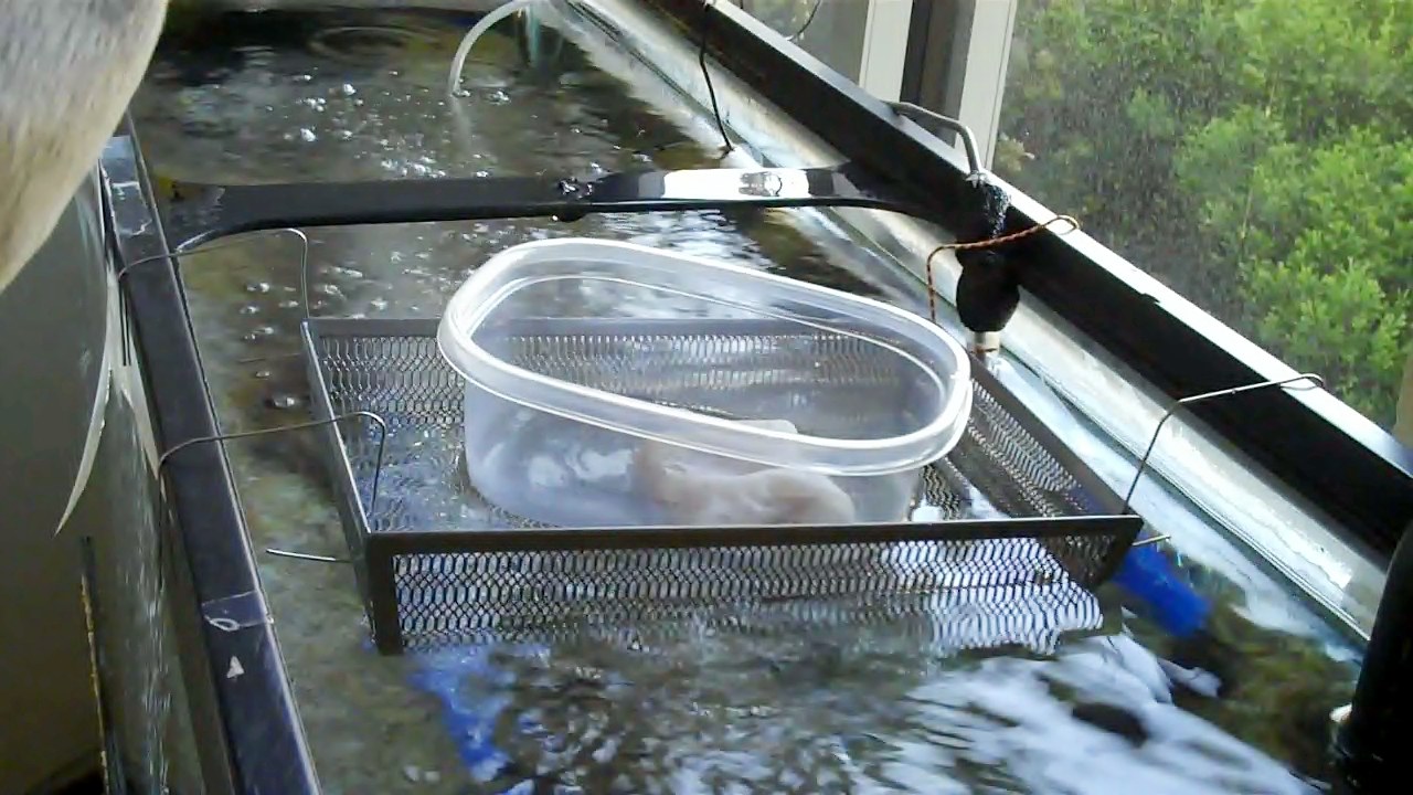 Ritchie Trout in the Classroom The eggs are here!