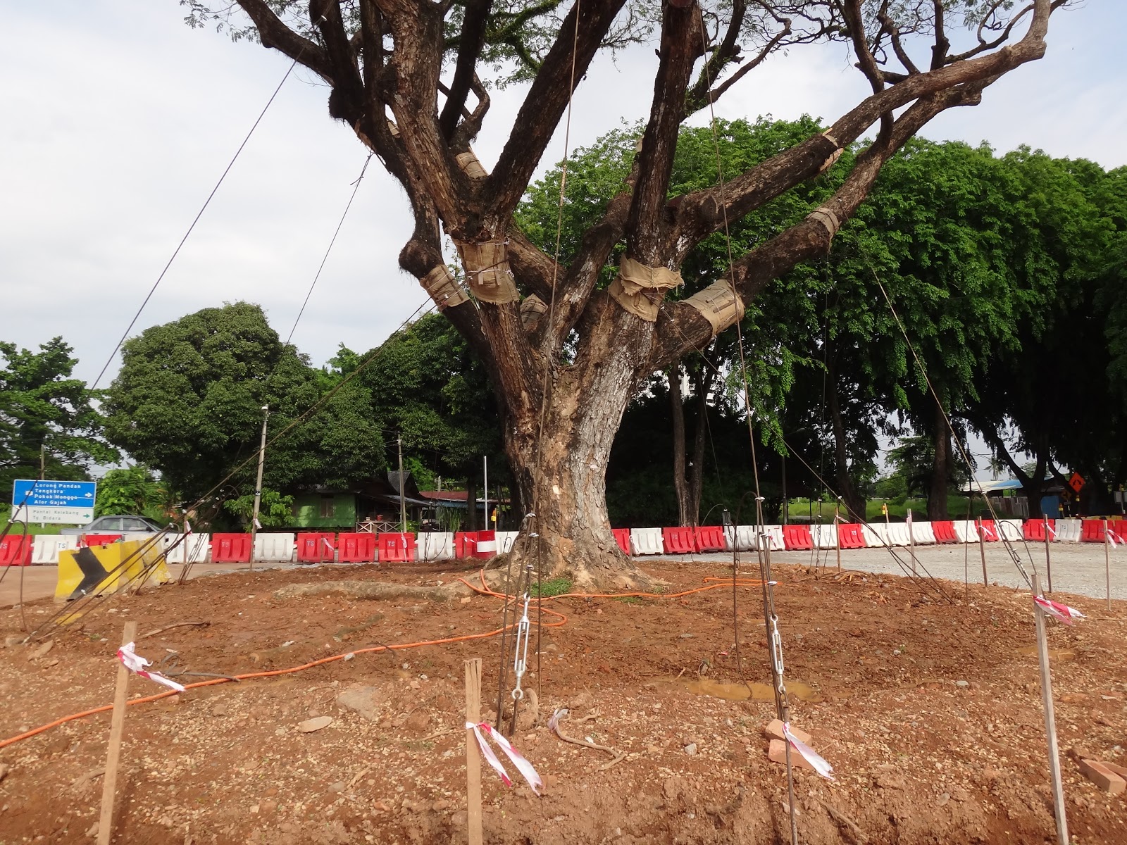 Stand For Trees by Parkland Residence