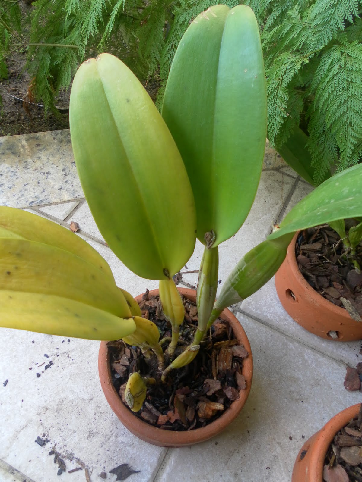 Paixão por orquídeas - Meu orquidário: Qual a luminosidade ideal para a sua  orquídea?