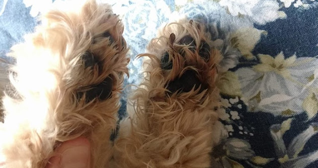 3 Motivos para seu SHIH TZU ficar lambendo as patas