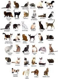 Jenis-Jenis Kucing (Types of Cats)
