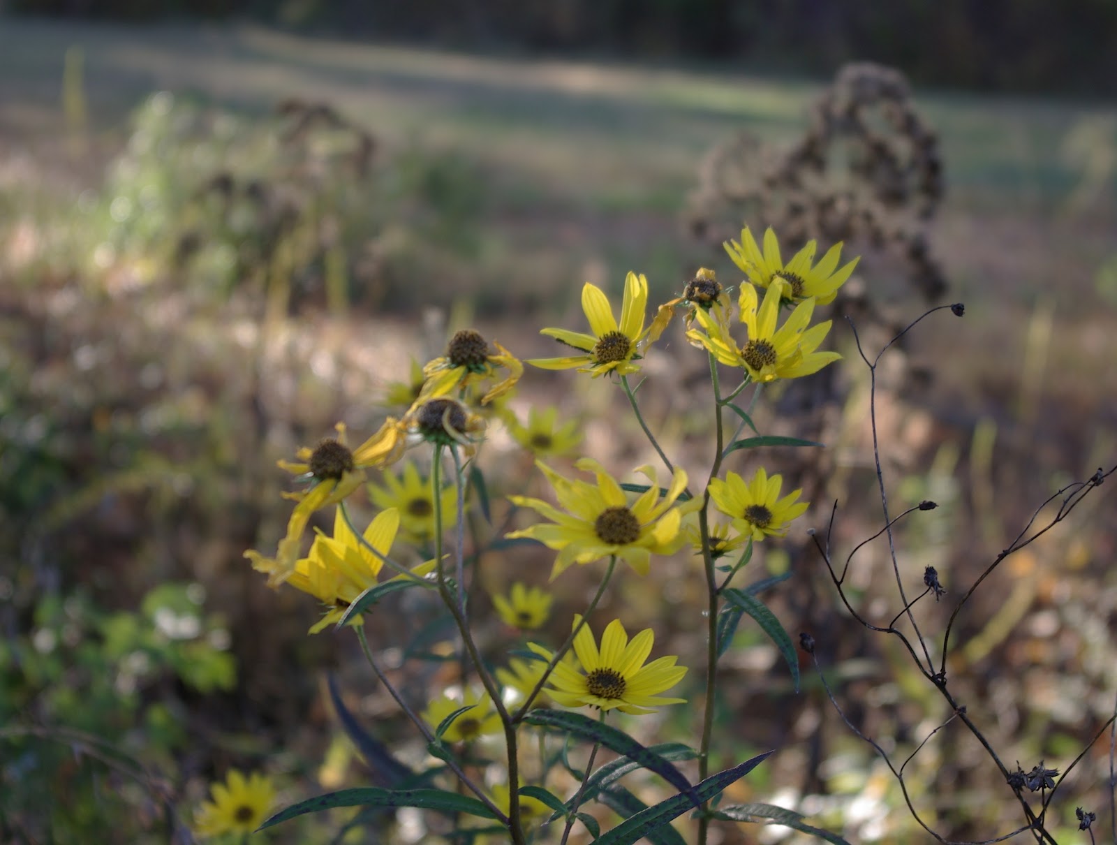 Sweetbay late blooming perennials
