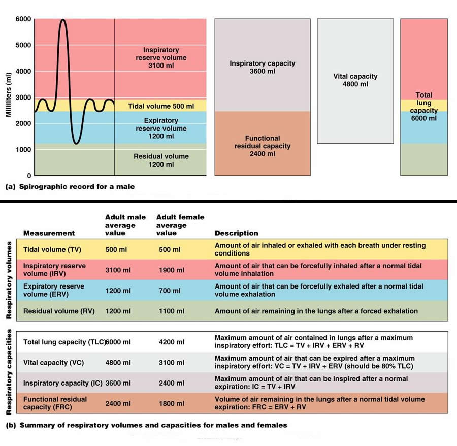 Ashfield School A Level Physical Education Lung Volumes