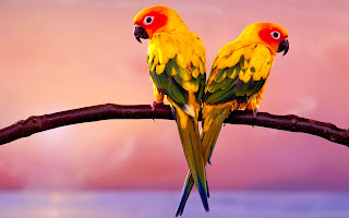 Sun Conure