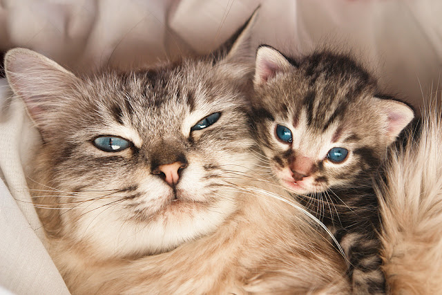 Cat Pregnancy and Birth Cat Pregnancy and Birth