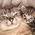 Cat Pregnancy and Birth