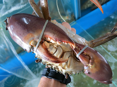 Lobsters at Straits View Seafood Restaurant 海景轩海鲜 in Sungai Rengit, Pengerang, Johor, Malaysia Crabs Johor
