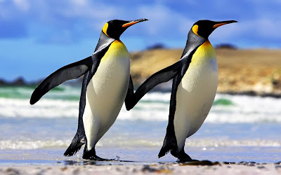 Una pareja de pingüinos emperador muy enamorados