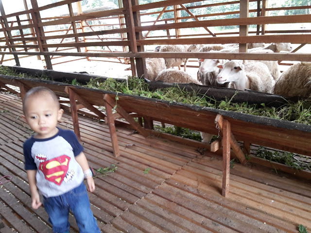 Misi Persiapan Aqiqah Dzal Aidi Fiqry Misi Persiapan Aqiqah Dzal Aidi Fiqry