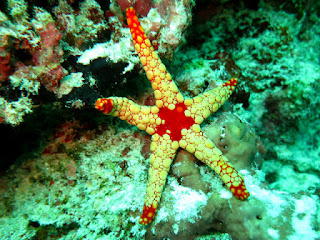 estrella espinosa Fromia nodosa estrella espinosa Fromia nodosa
