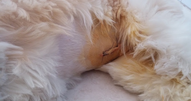5 motivos para não Castrar o seu SHIH TZU