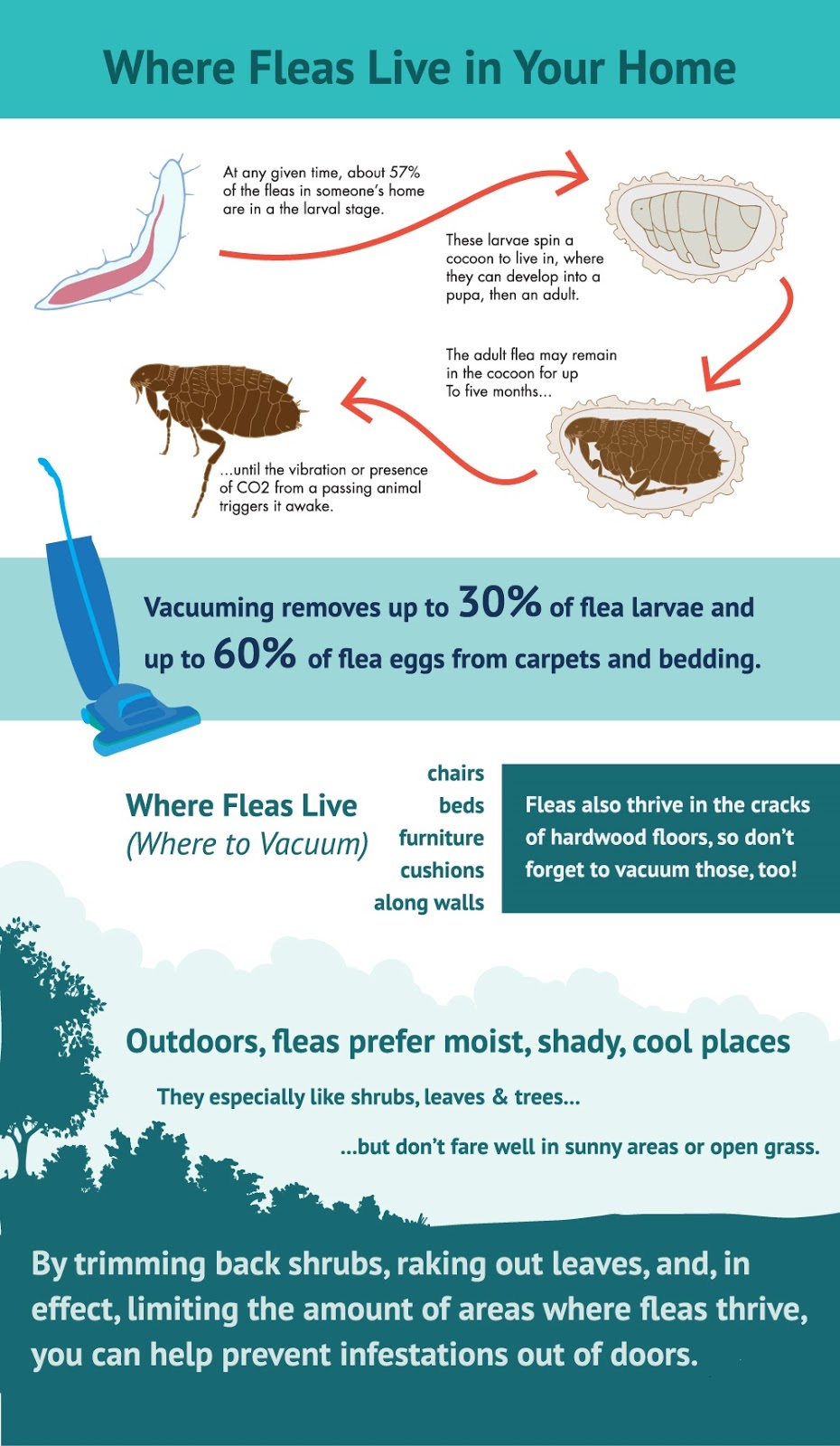 What Are Fleas? Animalix Magazine