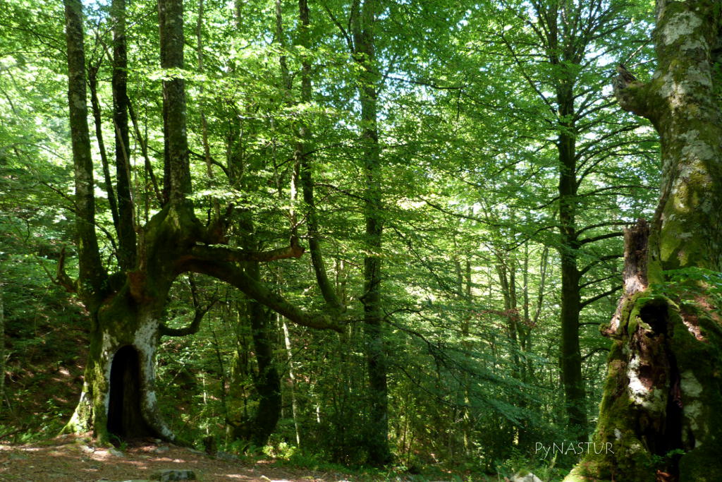Foto de Bosque de Moal en Cangas del Narcea, Asturias