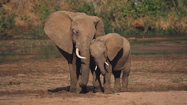 Photo of a mother and young elephant and they are cuddling