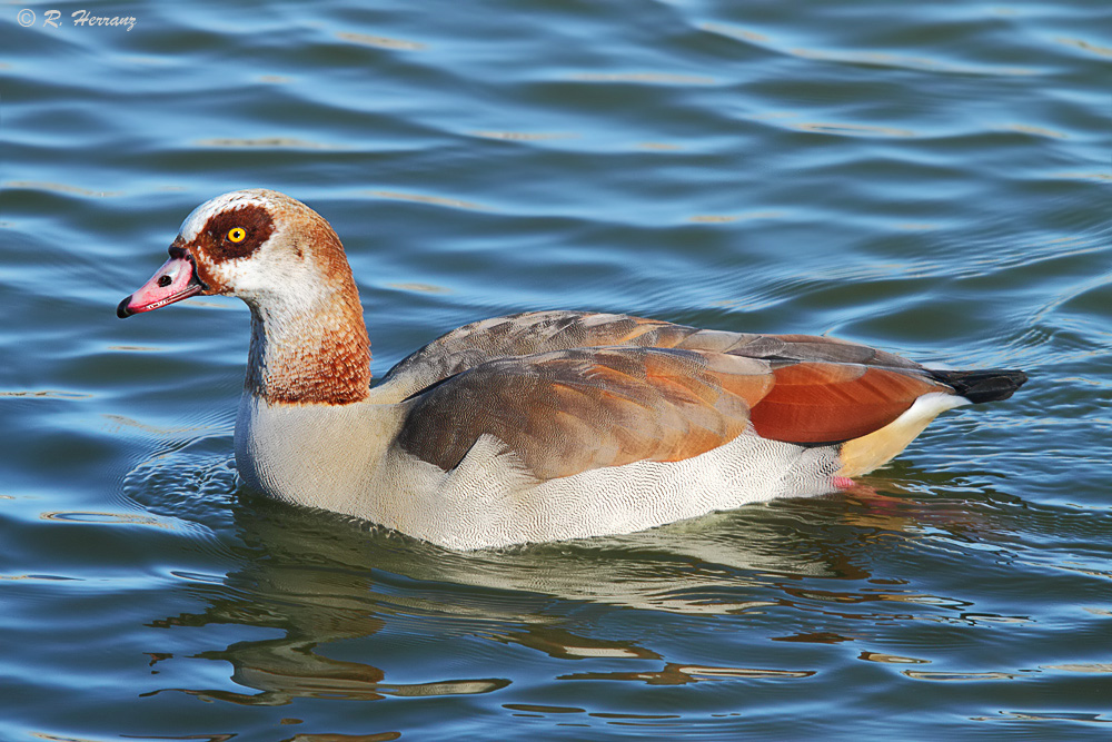 Fotosricardo mantis fotosricardo-h: GANSO DEL NILO I - Egyptian goose I