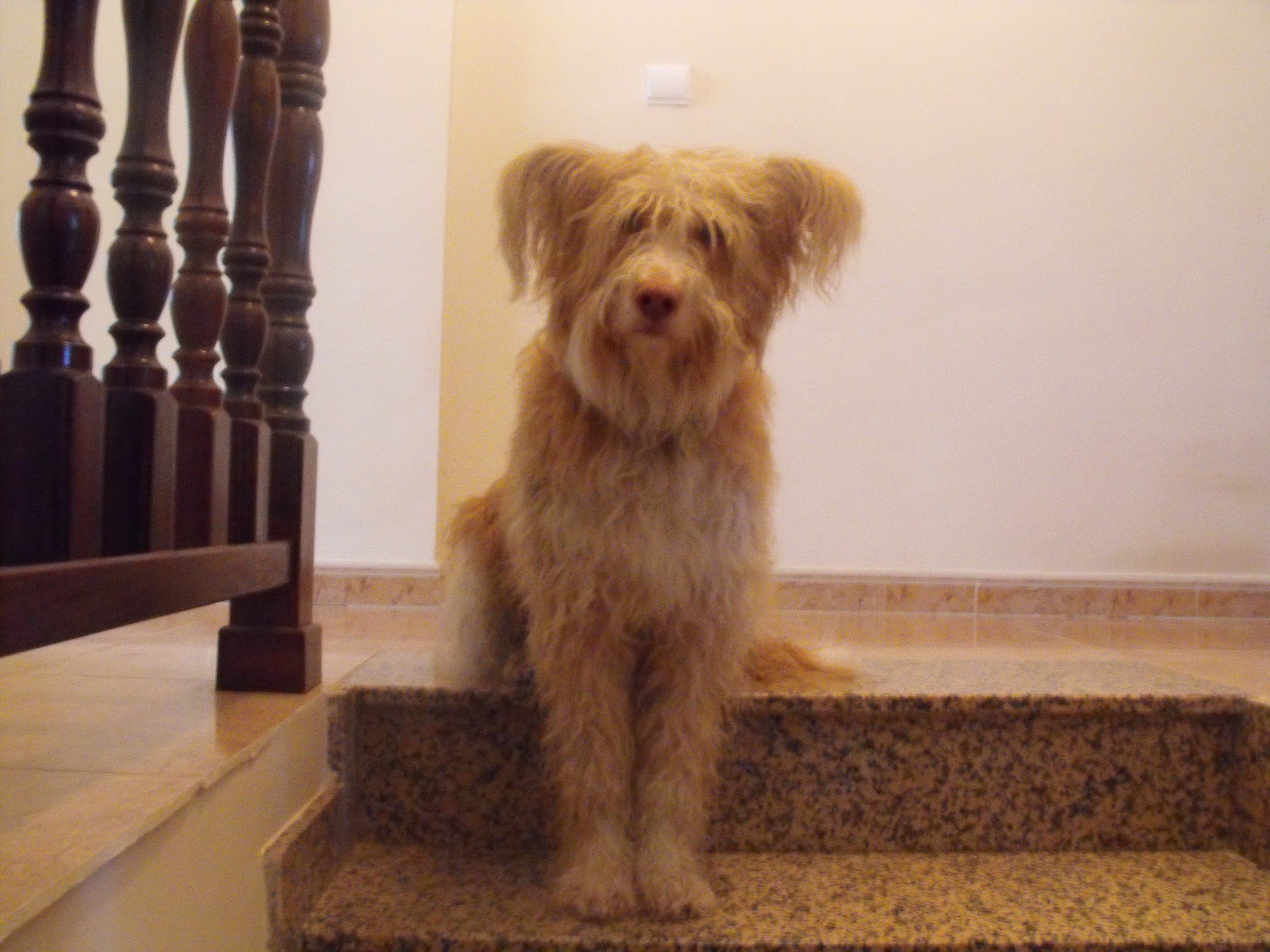 BLOG POLICIAL drc06500: TENENCIA DE ANIMALES PELIGROSOS