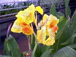 Manfaat Khasiat Bunga Tasbih untuk Kesehatan Tubuh