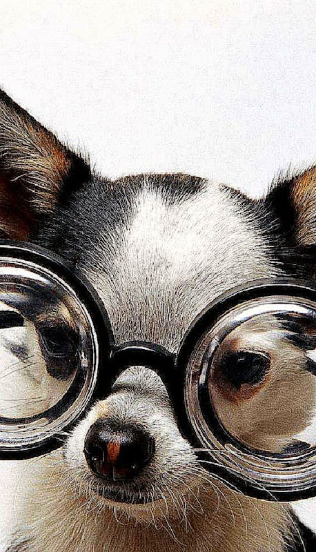 Top1Walls Puppy with glasses dog funny white cute desktop bakcgrounds