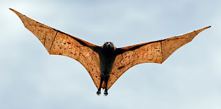 Giant Golden Crowned Flying Fox Flying Wings
