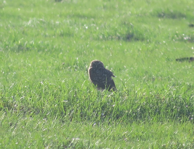 Burrowing Owl - Stormwater Treatment Area 5/6, Florida Burrowing Owl - Stormwater Treatment Area 5/6, Florida