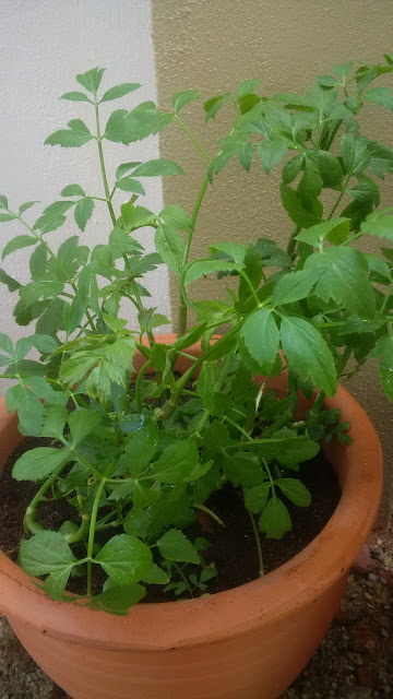 Green small lime, Lime Tree (Pokok Limau Purut), Curry, Cosmos caudatus (Ulam Raja), Ulam, Salad, Green bean, Chilli, Lemon grass (Serai), Vietnamese mint (Daun kesom), Peppermint (Pudina), Thai Basil (Daun kemangi), Chinese broccoli (Kailan). Green small lime, Lime Tree (Pokok Limau Purut), Curry, Cosmos caudatus (Ulam Raja), Ulam, Salad, Green bean, Chilli, Lemon grass (Serai), Vietnamese mint (Daun kesom), Peppermint (Pudina), Thai Basil (Daun kemangi), Chinese broccoli (Kailan).