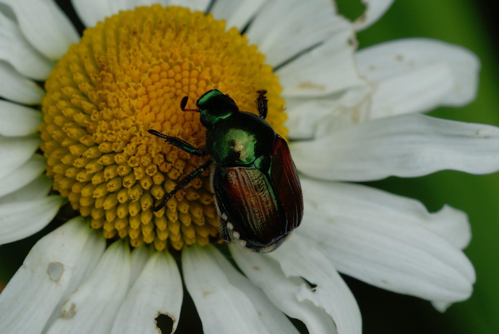Current Events On The Asian Beetle In Maine 52