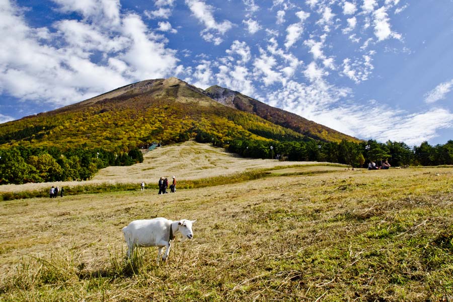 飾る写真撮ってます 桝水高原