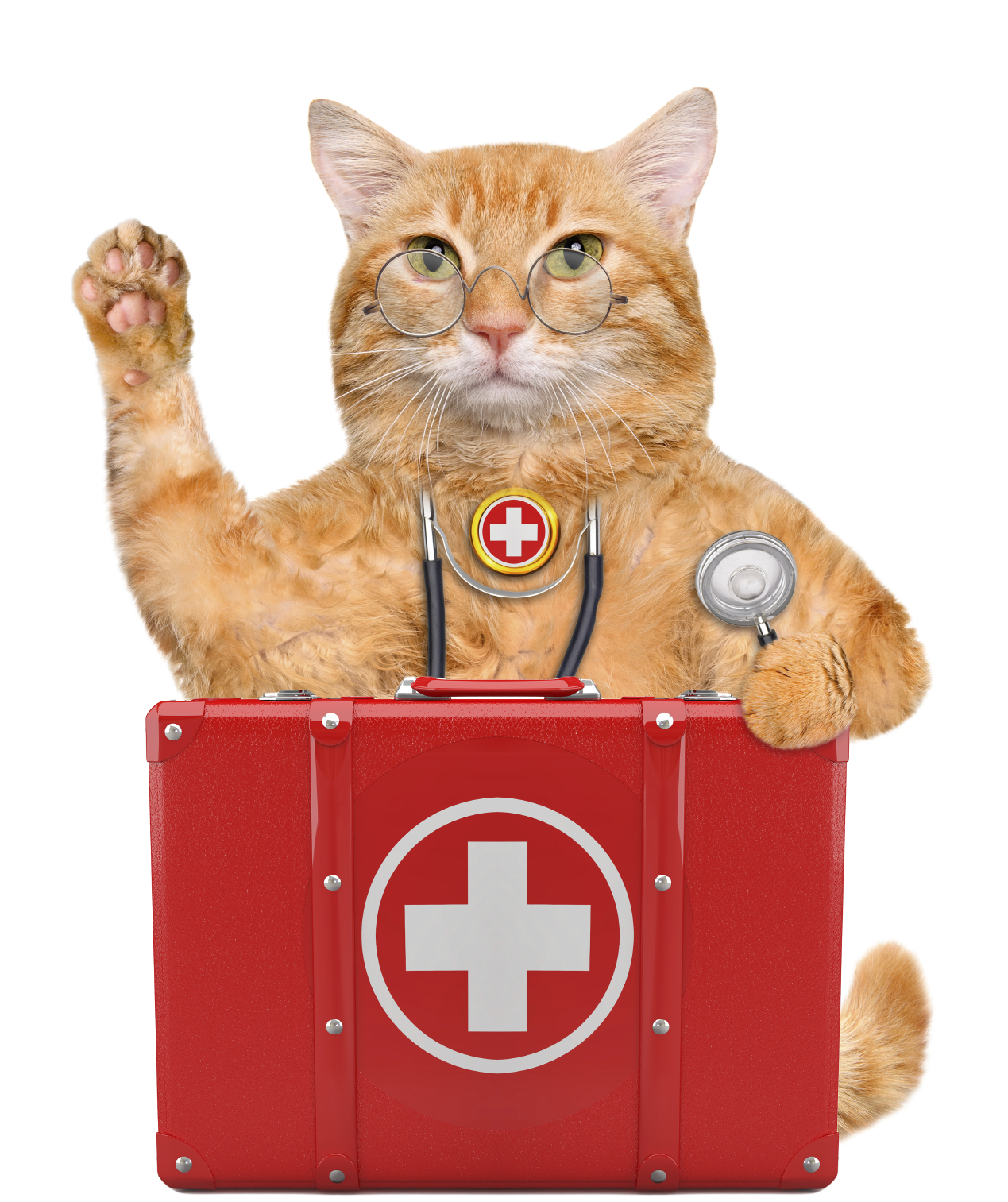 Edmonds Veterinary Hospital Top 10 Cat Emergencies