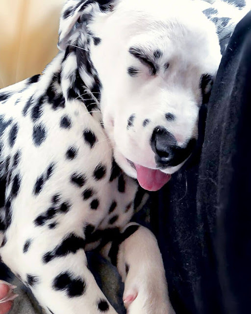 Meet Wiley, The Cutest Dalmatian Dog With A Heart On His Nose