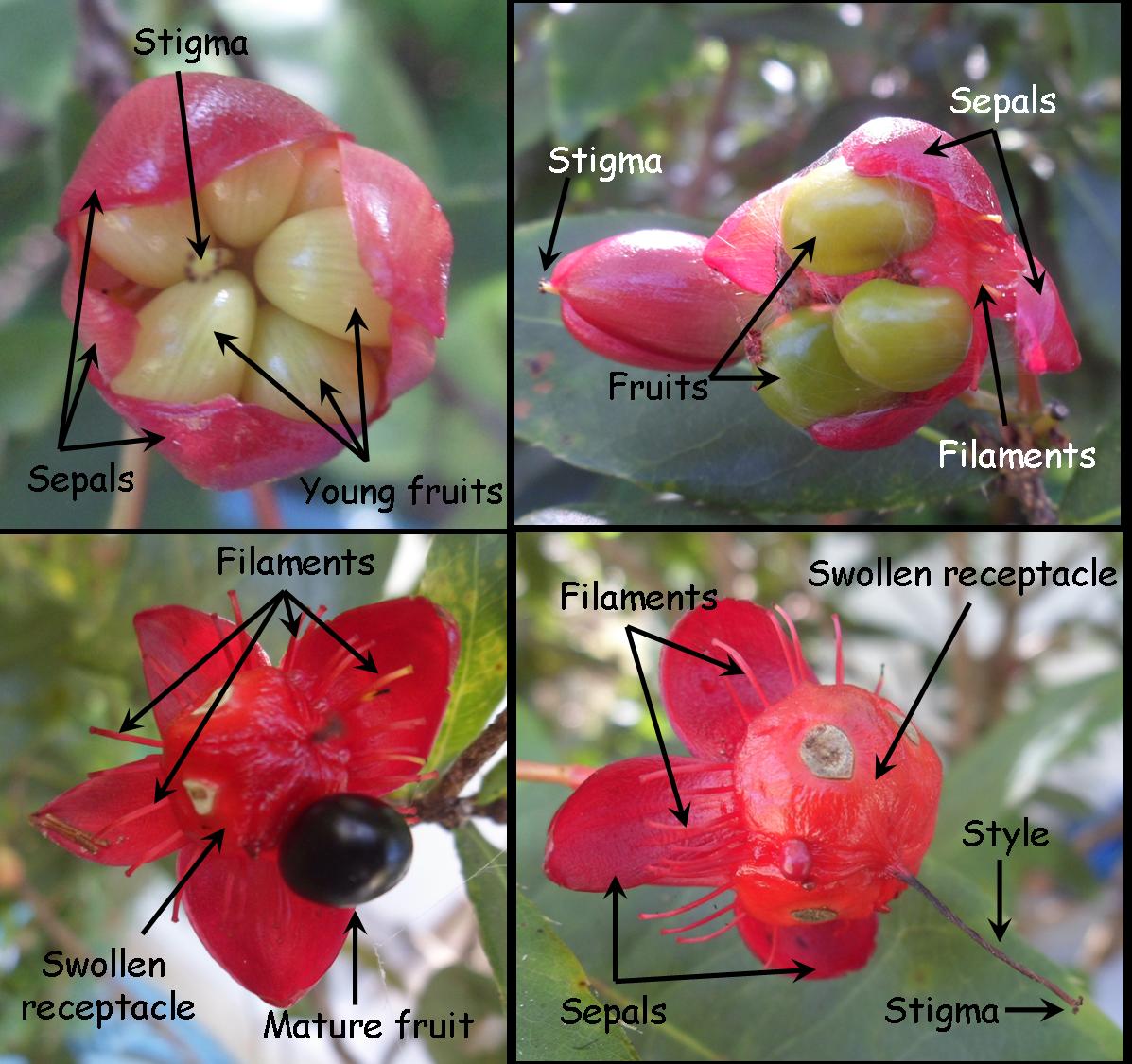 Flower Tales The Tết’s flower