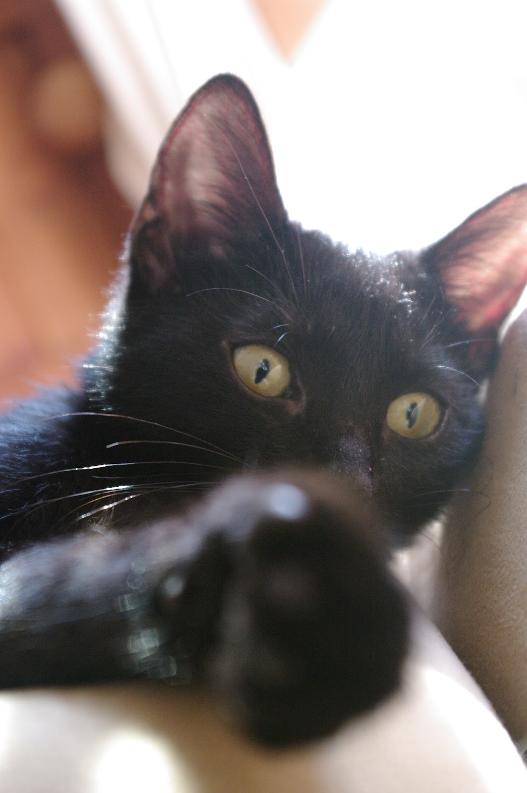 How You and The Litter For Good Program Can Help Save Shelter Cats