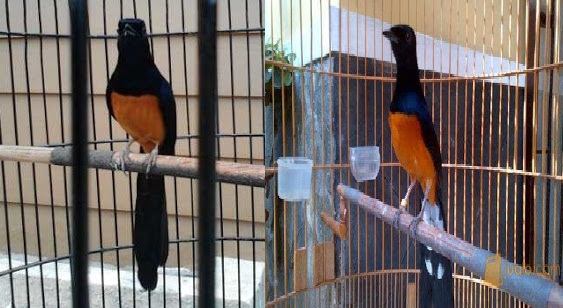 Daftar Harga Burung Murai Batu Terbaru Tahun 2019 Kicauan Burung