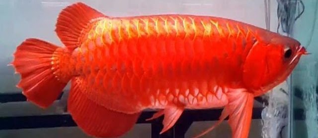 Gambar Ikan Arwana Super Red yang Dijual Mahal dengan Ciri-Ciri Bagus