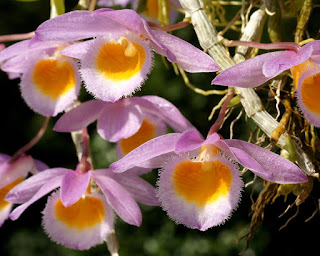 Dendrohium loddigesii Rolfe