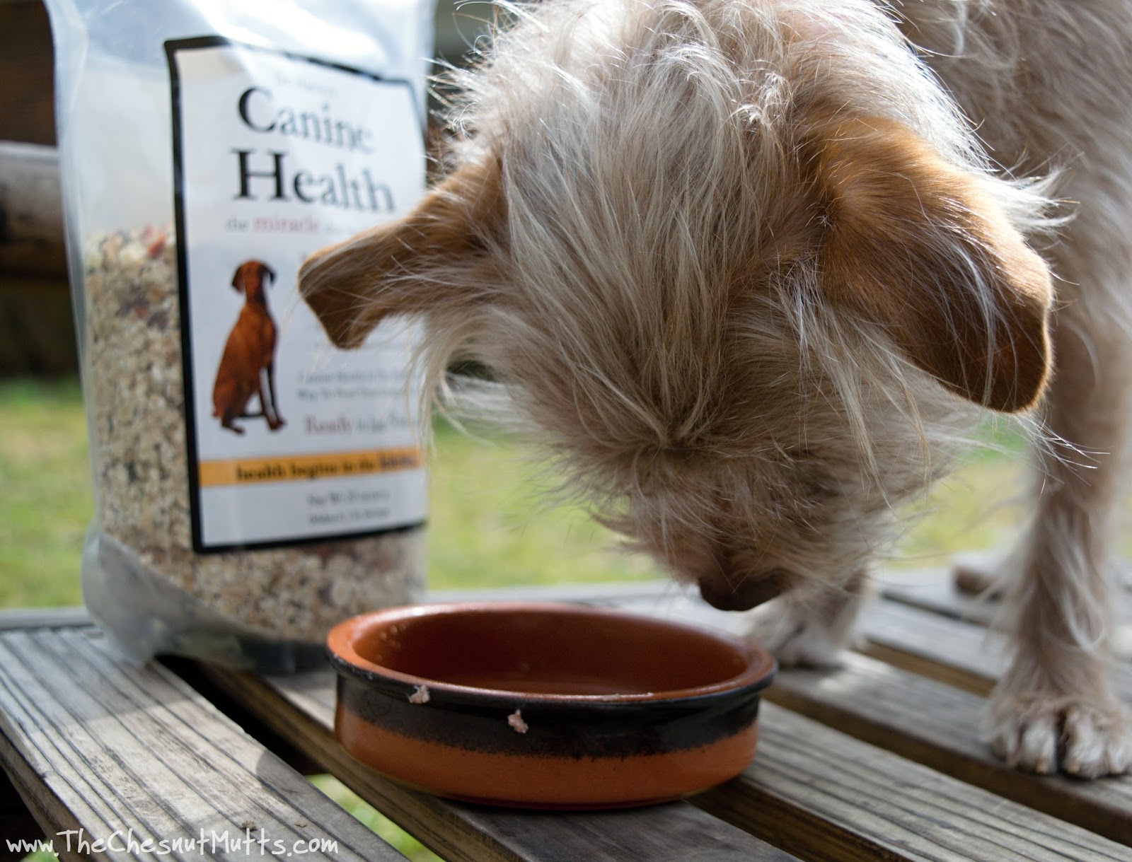 Review & Giveaway Making your Dog a Homemade Meal with Dr. Harvey's