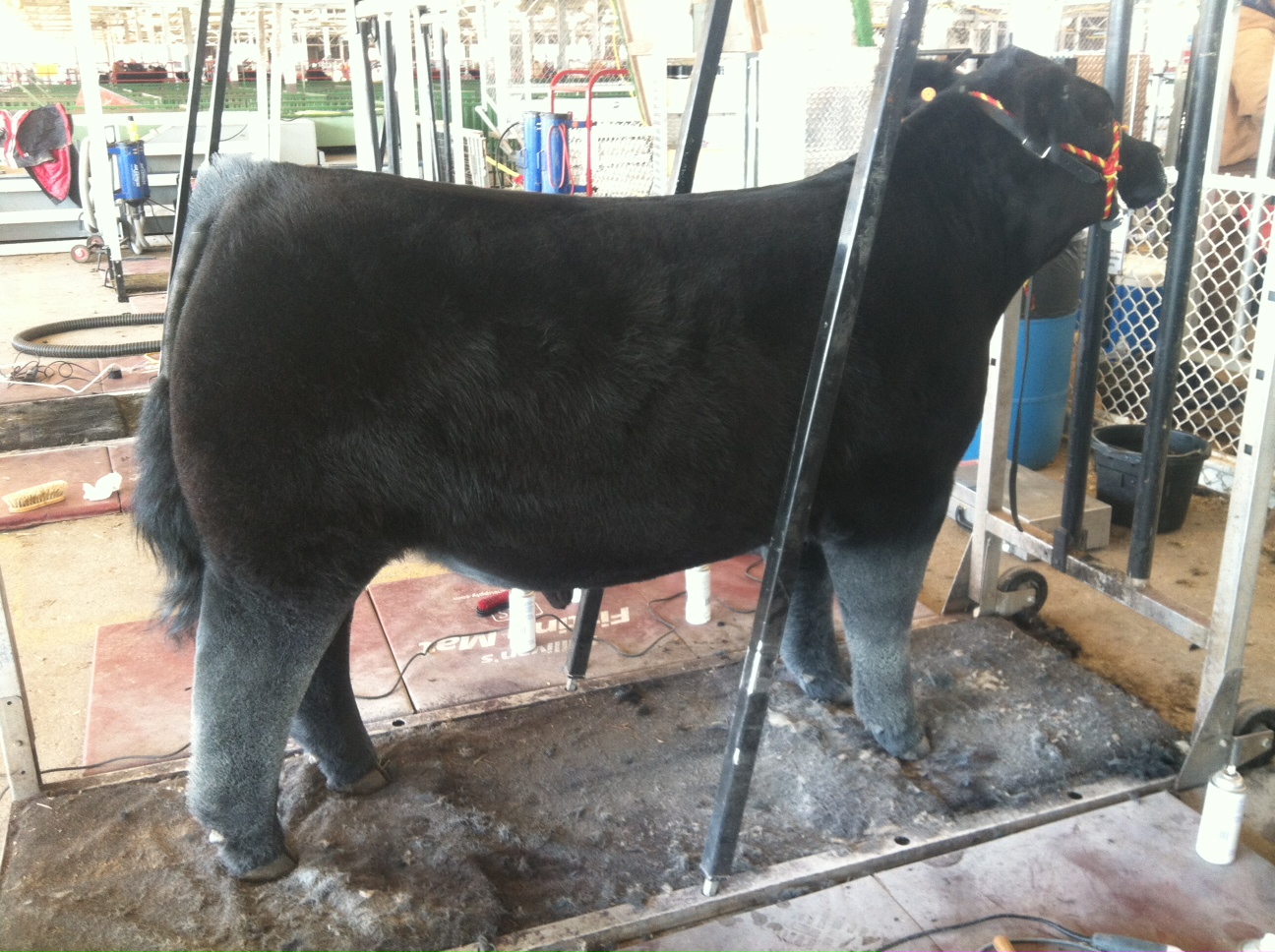 Trausch Farms IA Beef Expo