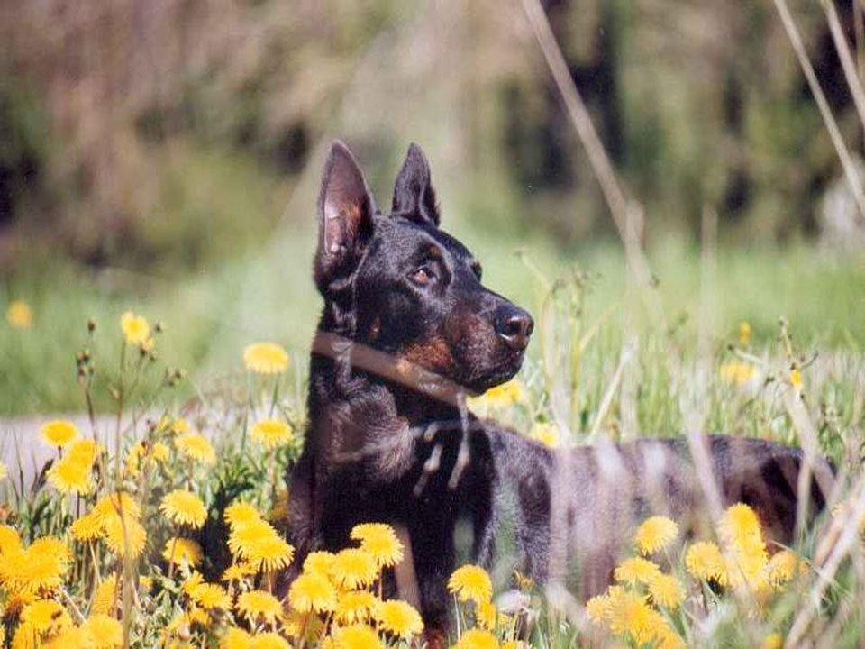 Beauceron Excellent Search and Rescue Dogs Best Puppys