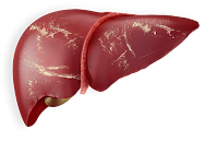 Liver (hati) Liver (hati)