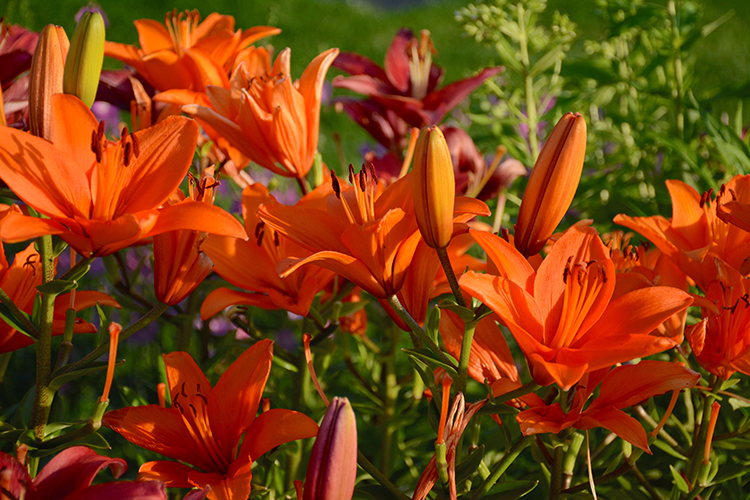 flowers; blooms | My Darling Days flowers; blooms | My Darling Days