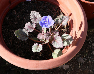A blue lupin flowering A blue lupin flowering