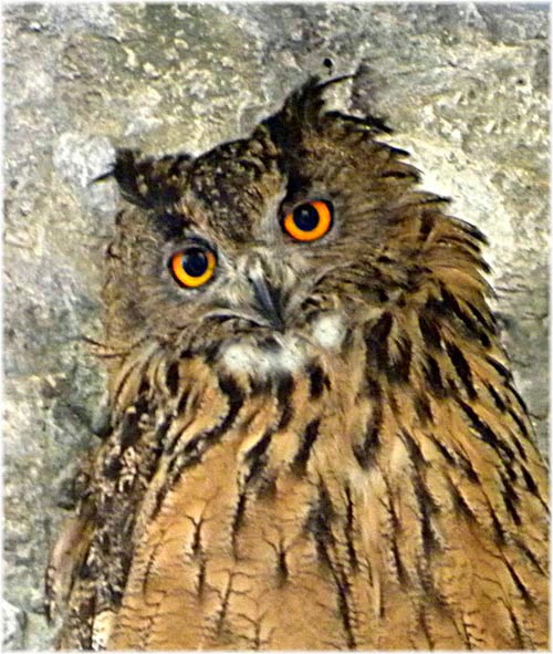 HUESCA Y LA SIERRA DE GUARA: EL GRAN DUQUE - EL BÚHO REAL Bubo bubo ...