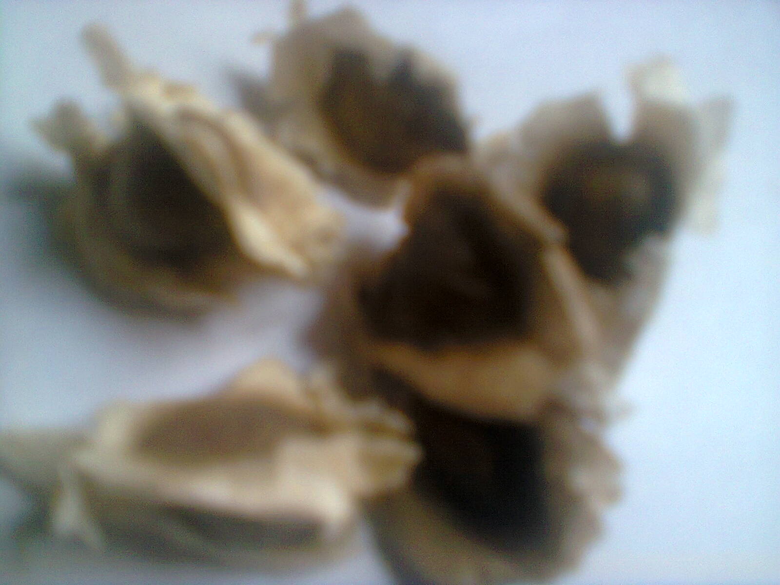 moringa seeds