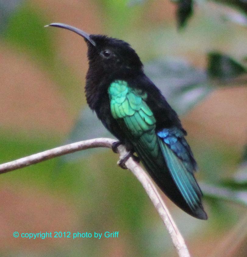 Griff's Bird Photos Hummingbird (purple throated carib)