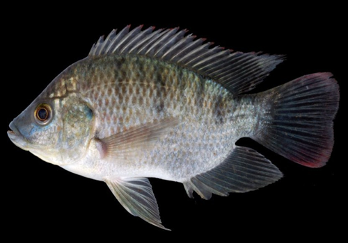 10 Ikan Konsumsi Air Payau Paling Sering di Makan Manusia