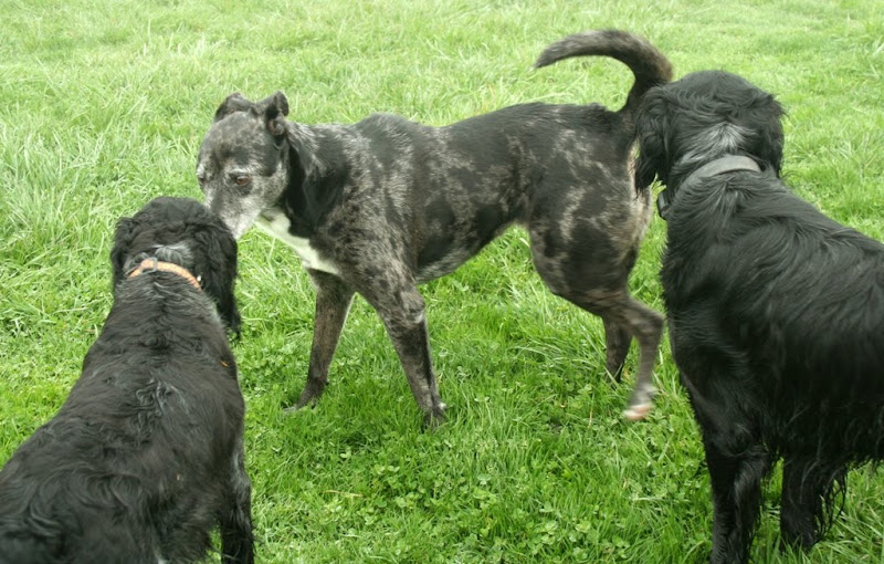 three dogs sniffing and greeting each other, two are blue picardy spaniels which are black with small amounts of white, the other is a mixed breed dog that is black with whitish grey spots all over